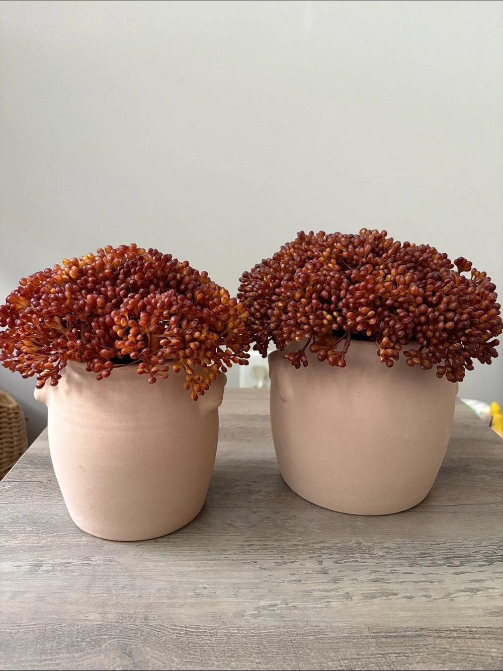 Threshold Red Sedum Arrangement - Set of 2